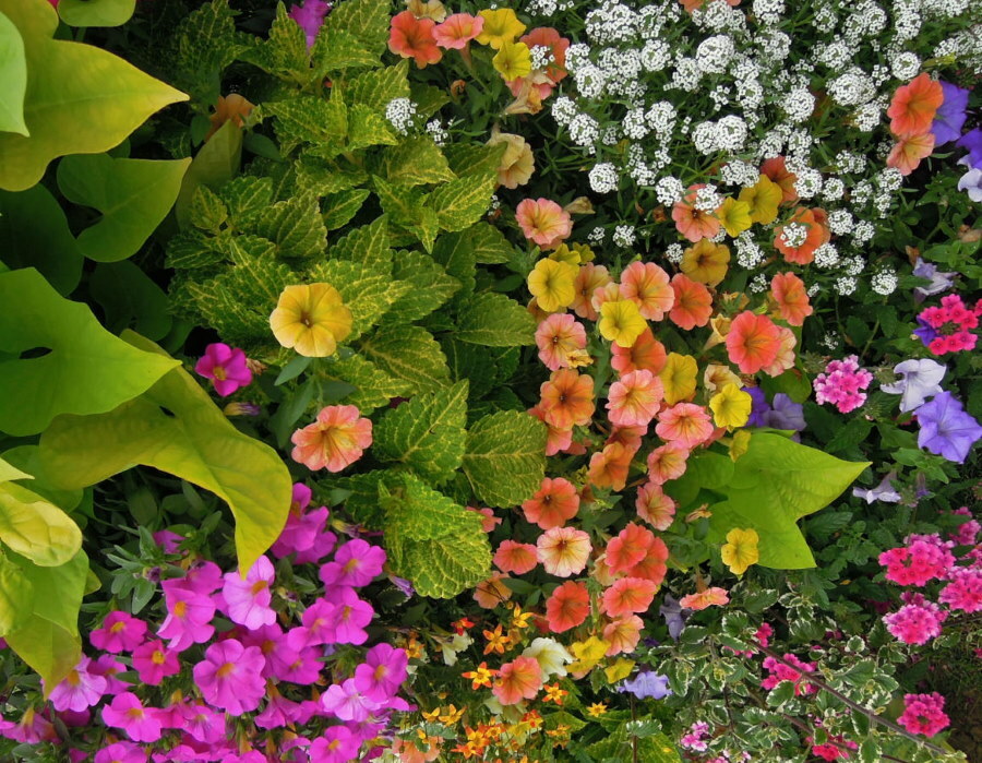 A coleus kombinációja más egynyári virágokkal