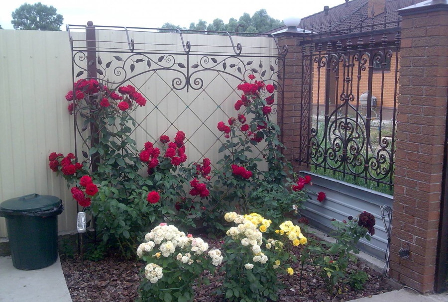 Canteiro de flores com rosas por uma cerca de jardim com forja