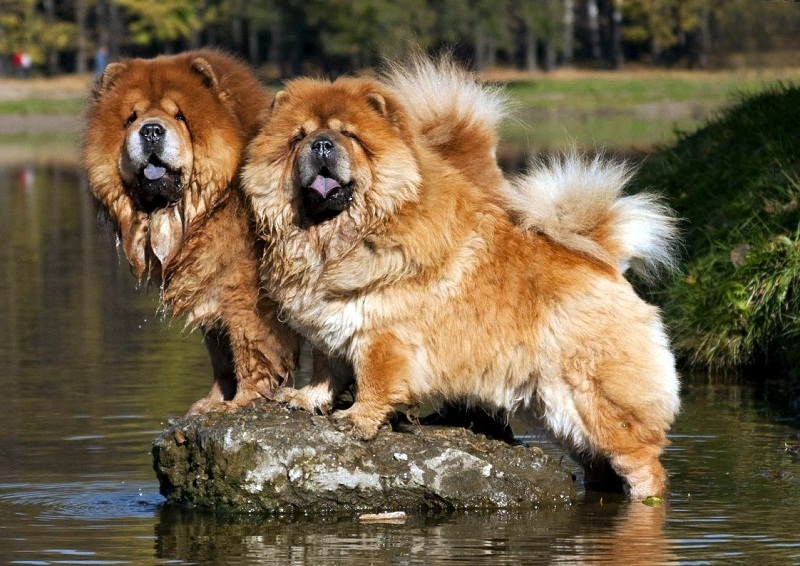 As raças mais caras de cães. Top 20( com fotos)