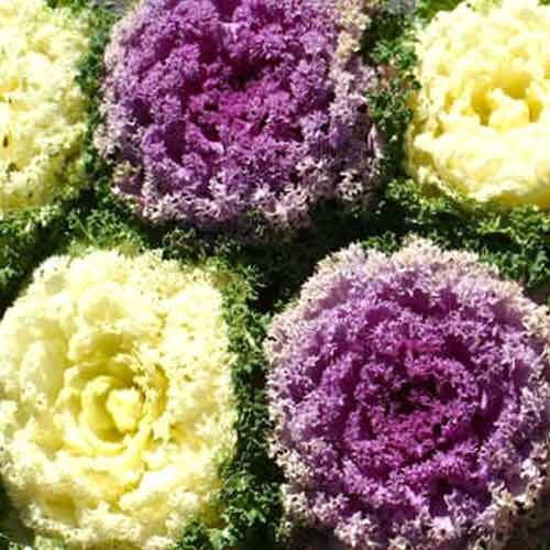 Decorative cabbage Lacy mosaic, mix of colors