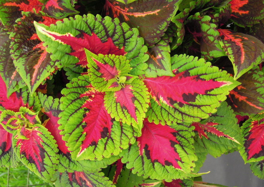 Pink-green leaves on the Mix Empire variety Coleus