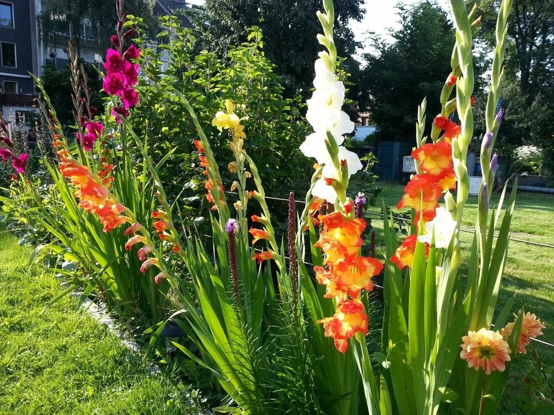 gladiolit puutarhassa valokuva -ideoita