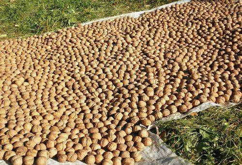 Kuinka kuivata saksanpähkinät uunissa kotona?