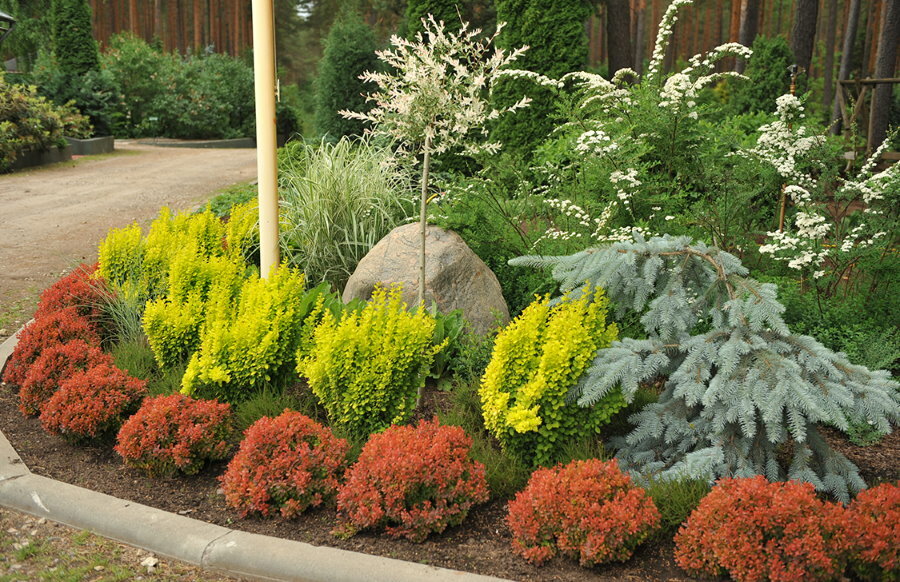 The use of barberry in landscape design