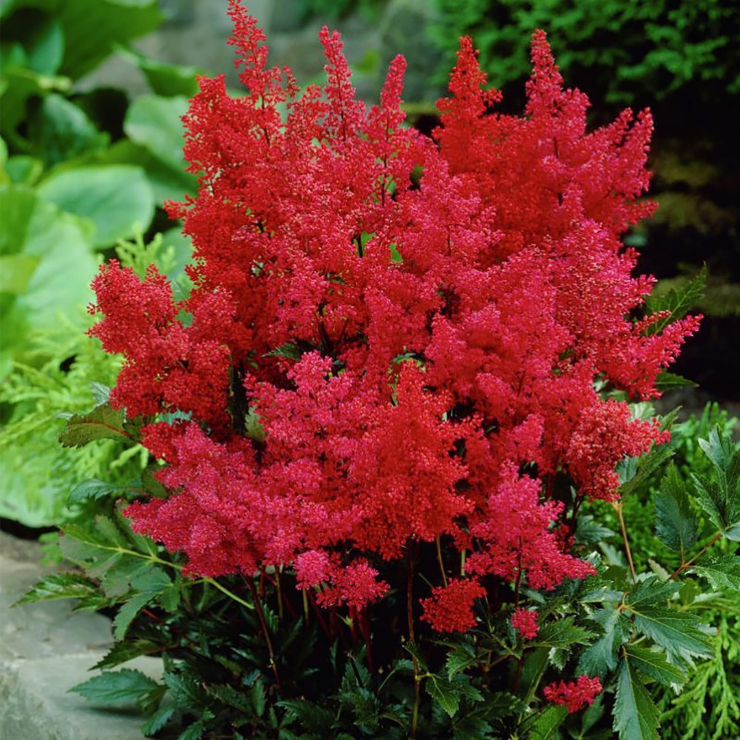 red perennials for garden