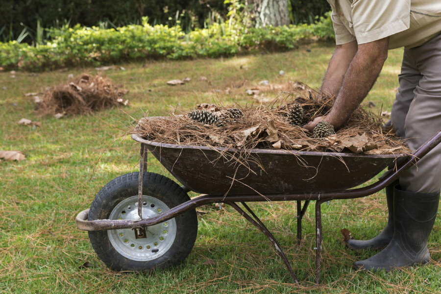 Gartenschubkarre mit Mulch zum Abdecken des Jasminbaumstammkreises