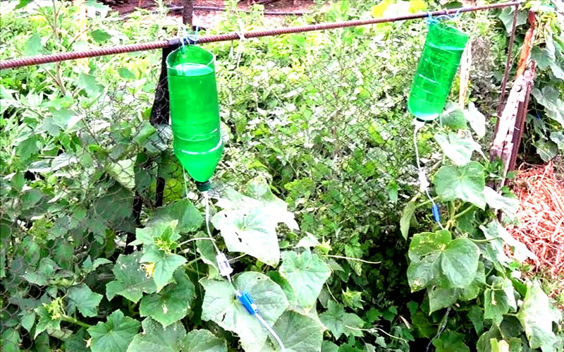 É muito fácil fazer irrigação por gotejamento de uma garrafa de plástico e um conta-gotas médico. Você pode ajustar a intensidade da umidade do solo