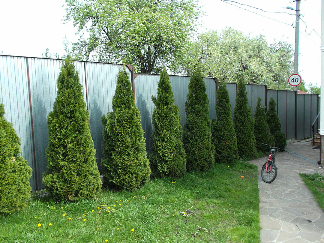 Zielone cyprysy wzdłuż ogrodzenia z blachy profilowanej