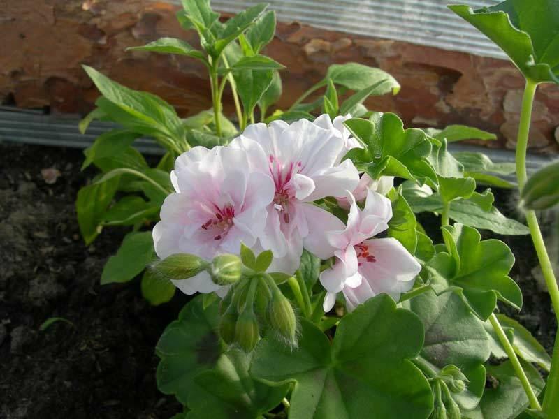Occhi cremisi sui fiori di pelargonium Bravo Pastel