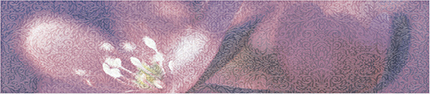Keramiske fliser Alma Ceramica Lila Border BD45LL303 36,4x8
