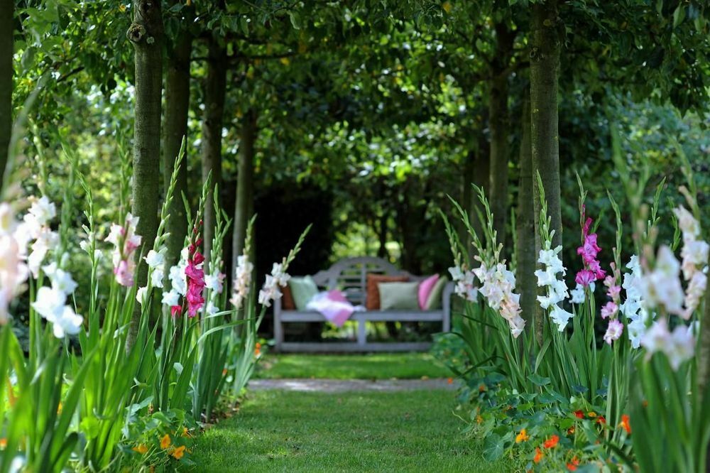 nápady na gladioly v záhrade
