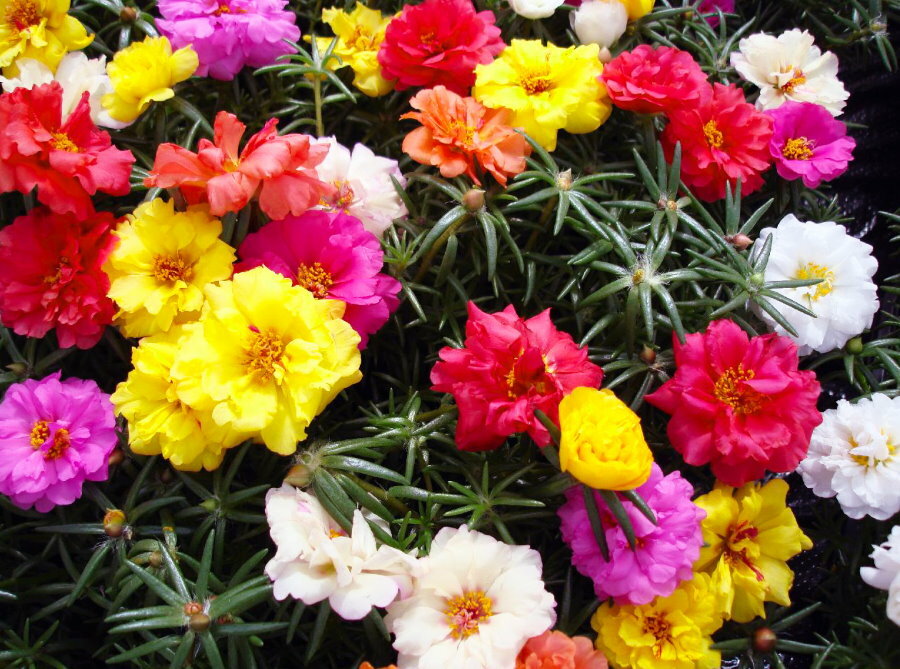 Flor de verdolaga de jardín multicolor