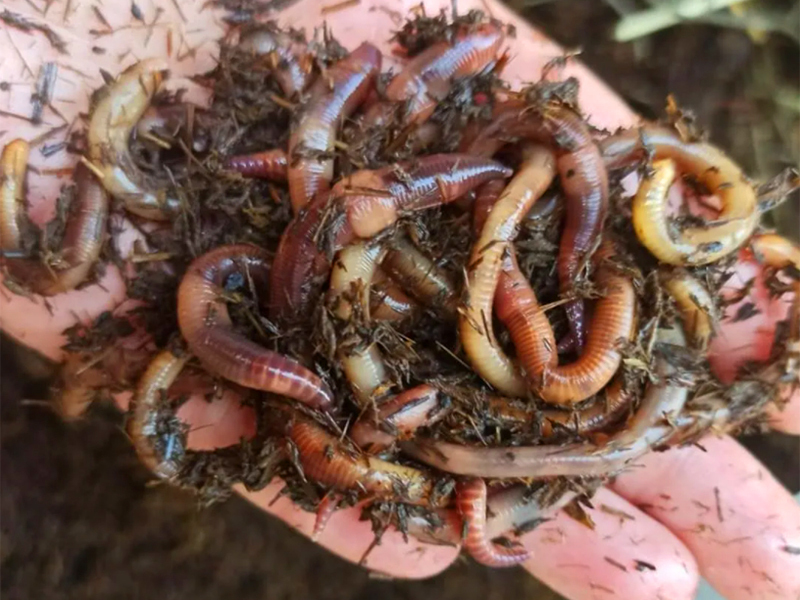 Door wormen in de compost te kweken, kun je een bijverdienste voor jezelf krijgen - verkoop ze aan vissers