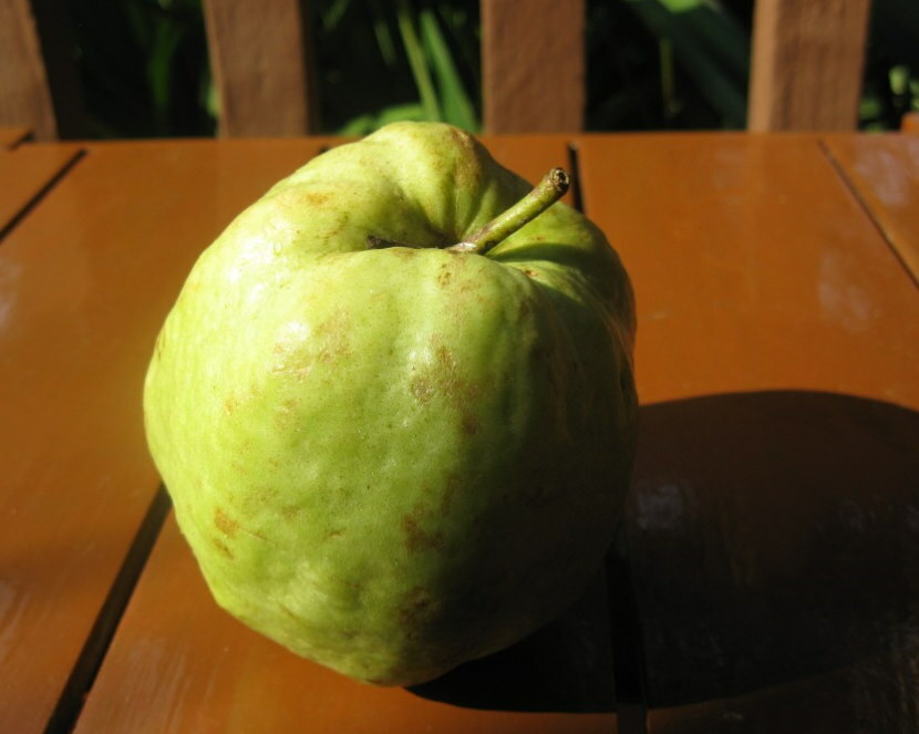 Fruto verde con superficie acanalada de membrillo Zubutlinsky