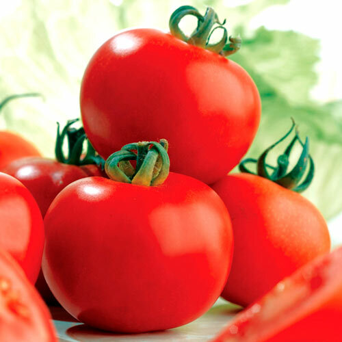 Tomate Sucre rouge