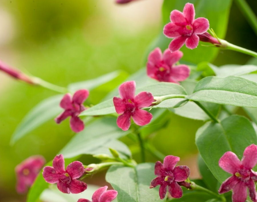 Blooming of jasmine varieties Bissa in natural conditions