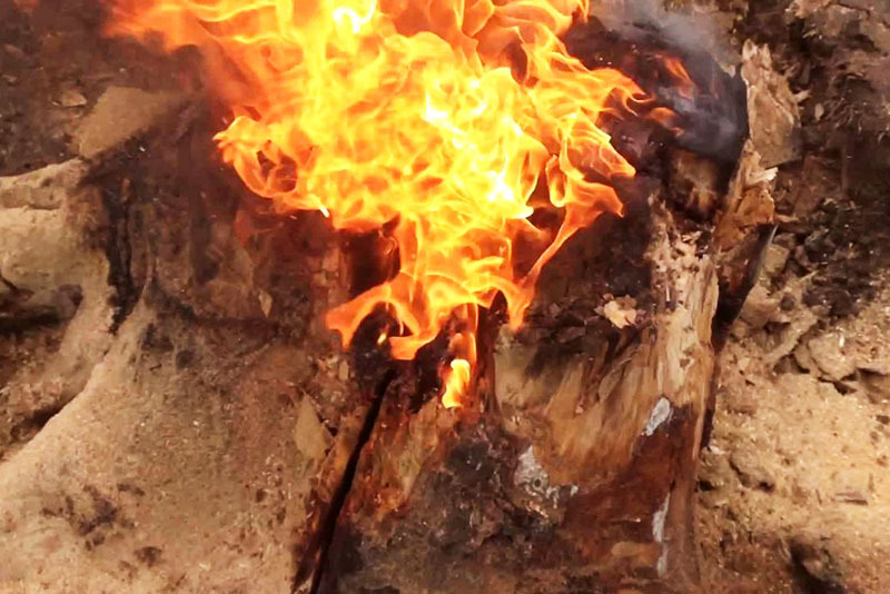 Stubben brænder som en kraftig fakkel, intensivt og i lang tid brænder selv små rødder ud