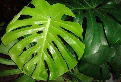 Monstera care at home: features of watering, transplanting and breeding