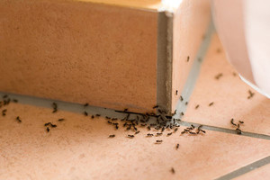 Įranga kova namų skruzdėles