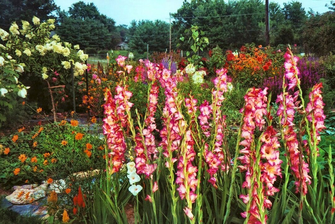 gladiolen in de tuin foto