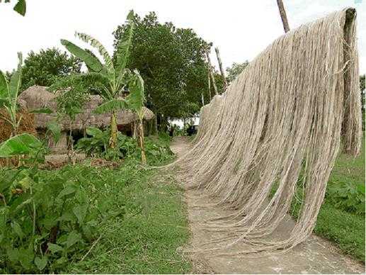 Jute: history, production features, properties and applications Jute: history, production features, properties and applicationsJute: history, production features, properties and applications