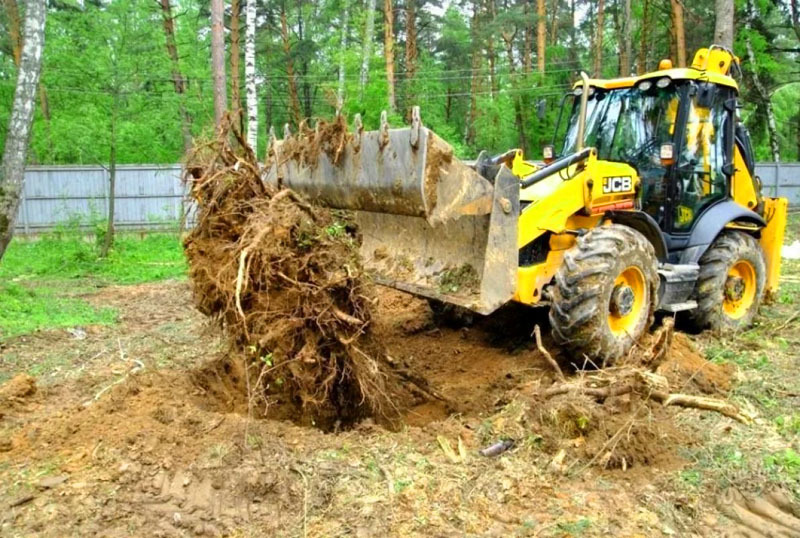 Om rötterna har vuxit för djupt och trädet är väldigt gammalt, försök inte rota upp det med egna händer, använd specialutrustning eller jordbruksmaskiner