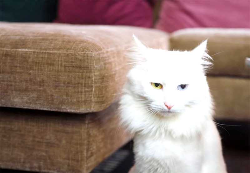 Un gatto con occhi diversi vive nell'appartamento con Vlad, che lo stilista ha raccolto nella spazzatura