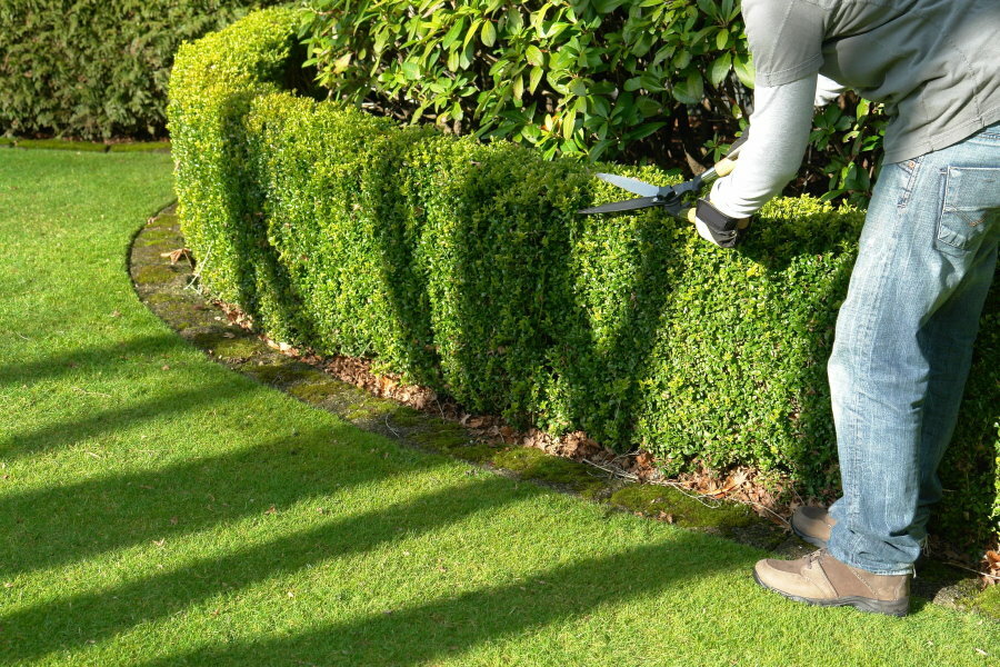 Evergreen curb shaping haircut in the garden