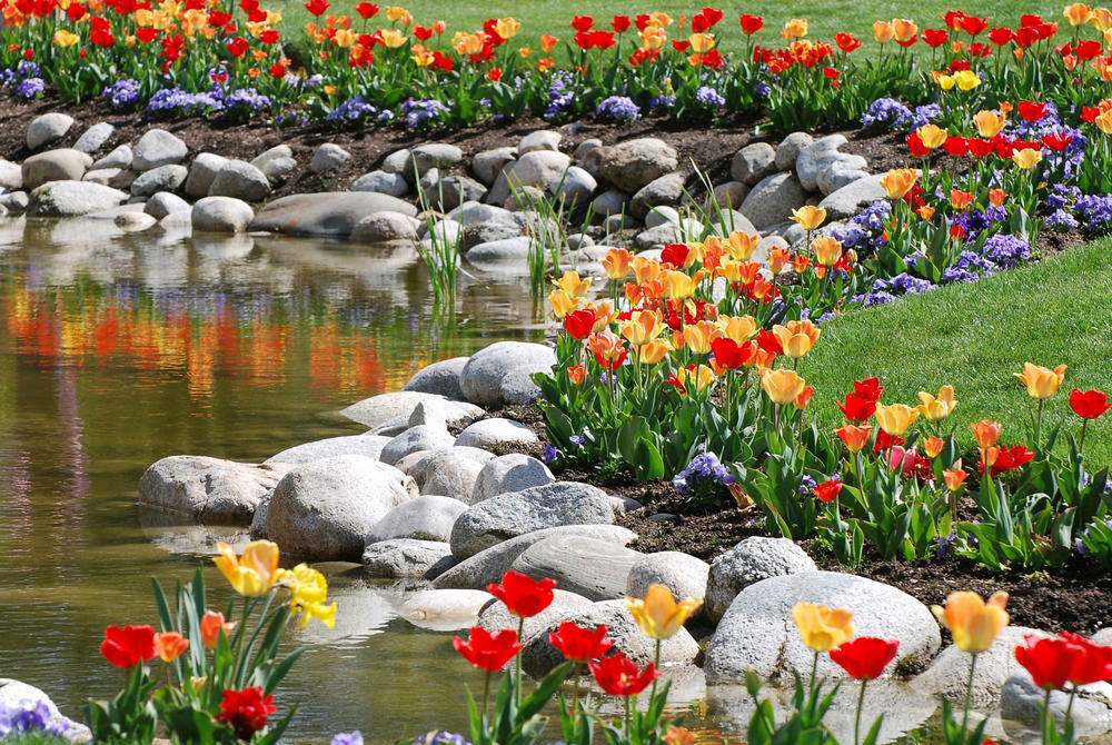 Tulipanes multicolores en la orilla de un embalse artificial