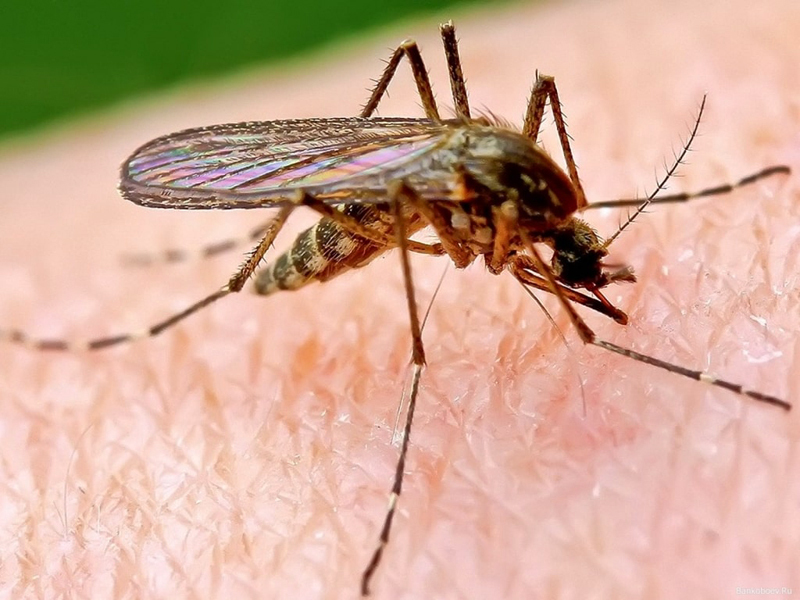 De meest effectieve manier om muggen in het land te redden