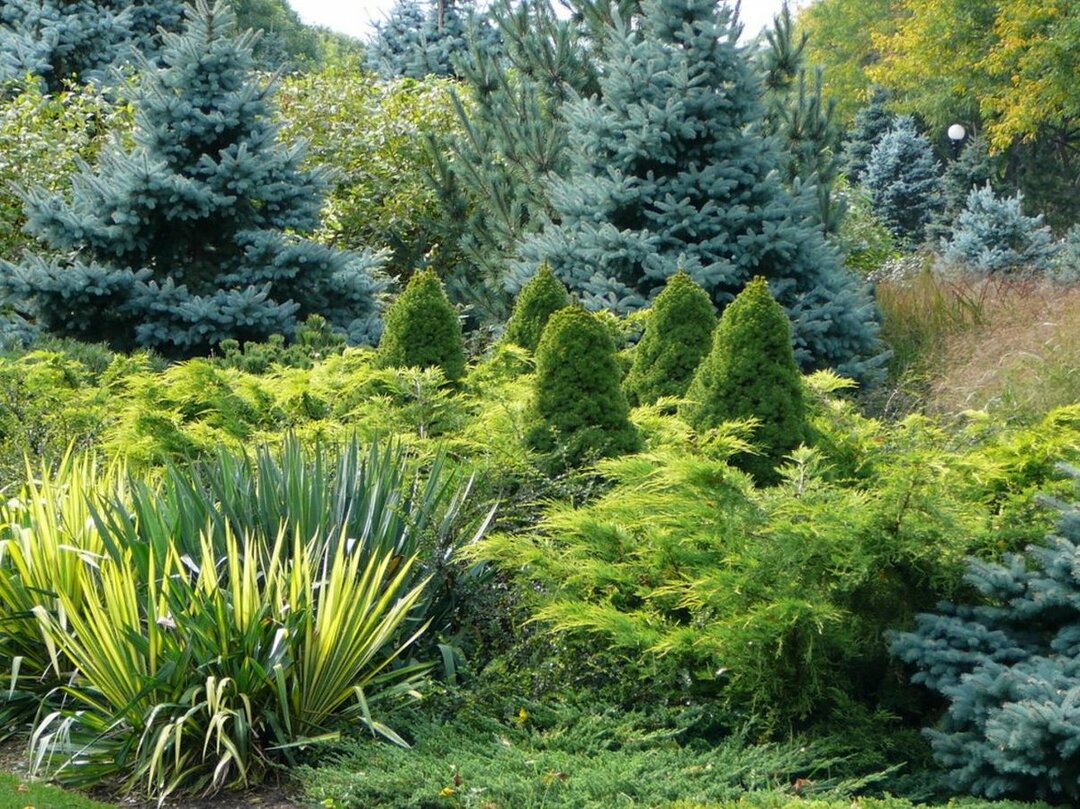 Spygliuočiai sode: dekoratyviniai mažo dydžio spygliuočiai ir medžiai vasarnamiams