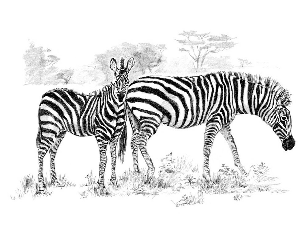 Zebras skicēšanas komplekts