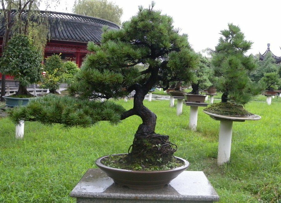 Japoński styl bonsai sosny moega