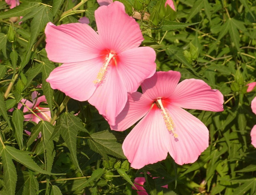 Vaaleanpunaiset kukat hybridi hibiskusta