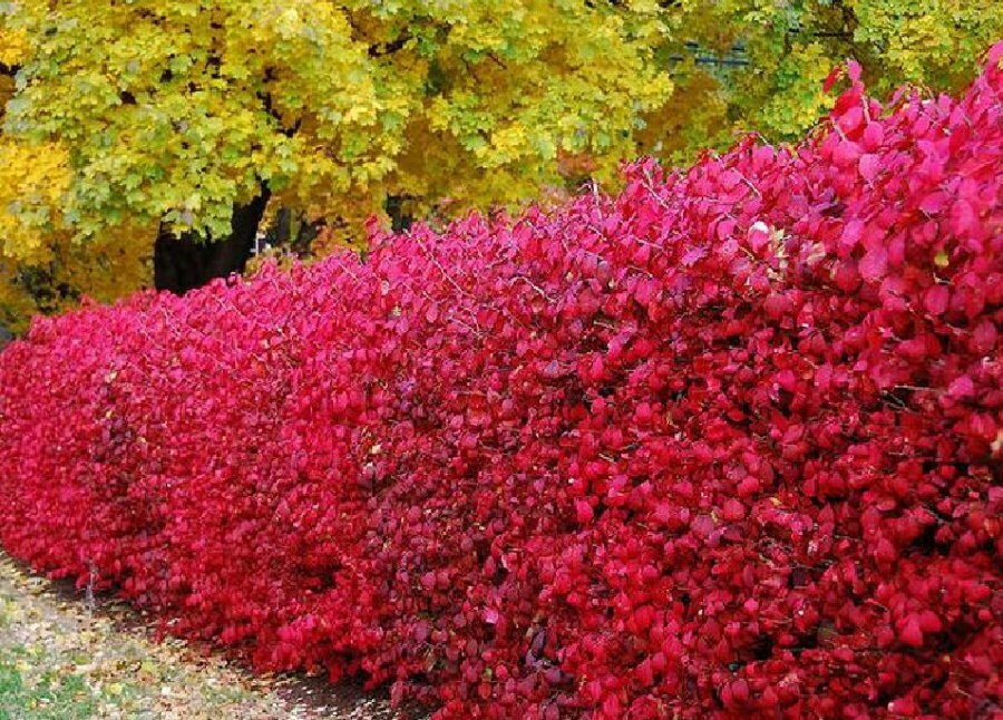 Red leaves on a barberry in a hedge
