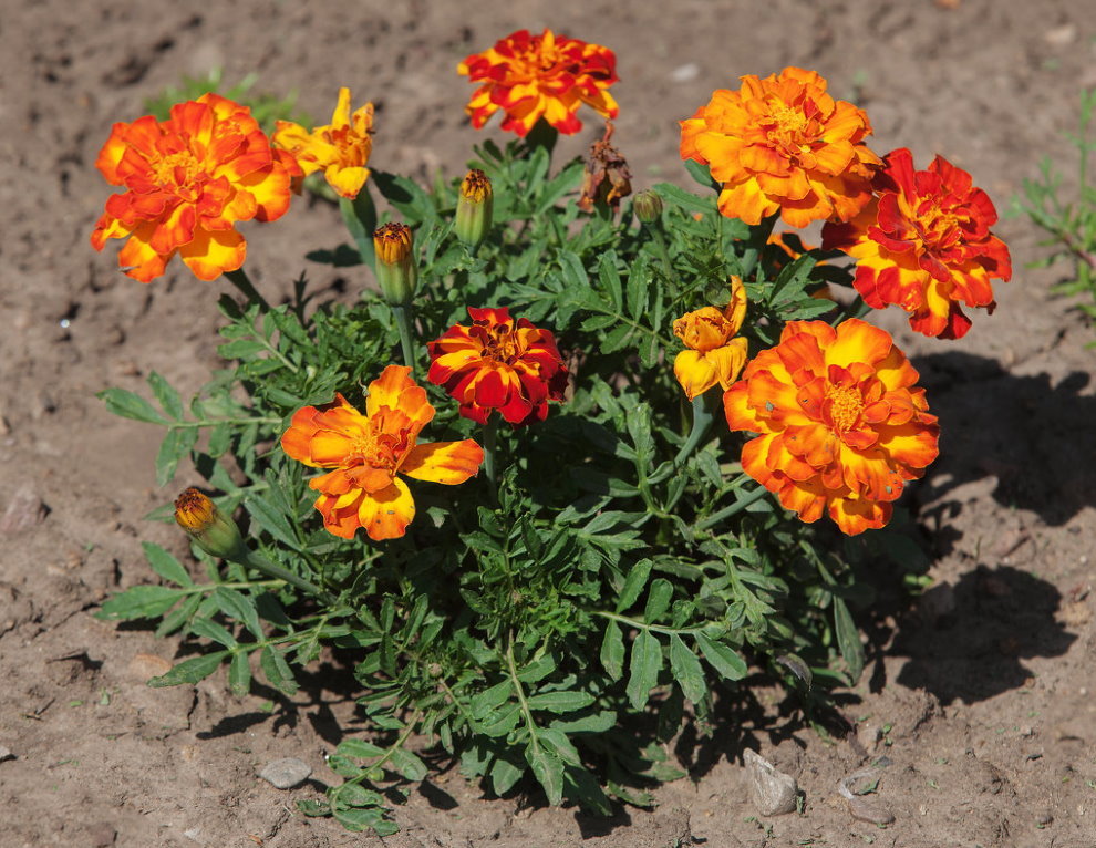 Bu yaz yazlık çalı marigolds Çiçekli