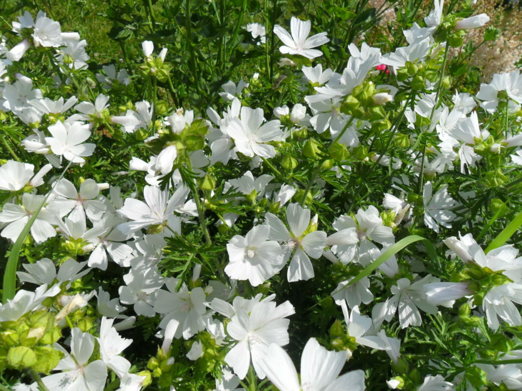 white perennials for garden