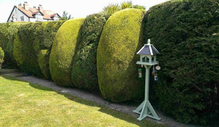 Rounded hedge trimming