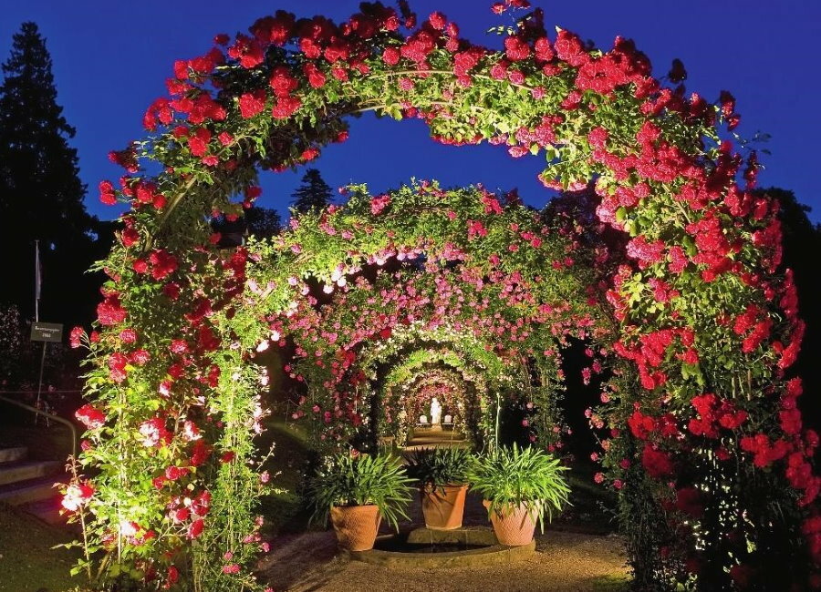 Illuminazione ad arco con rose rampicanti