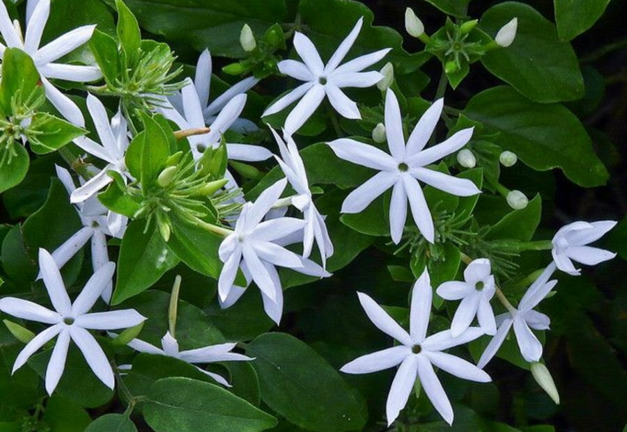 The finest jasmine flowers with pointed petals