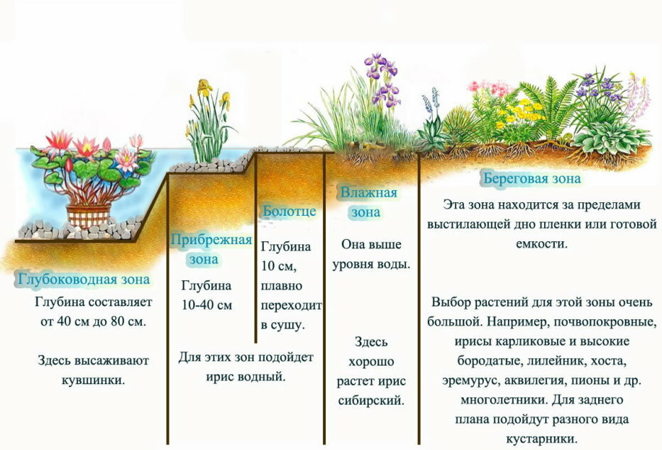 Planting scheme in a garden pond