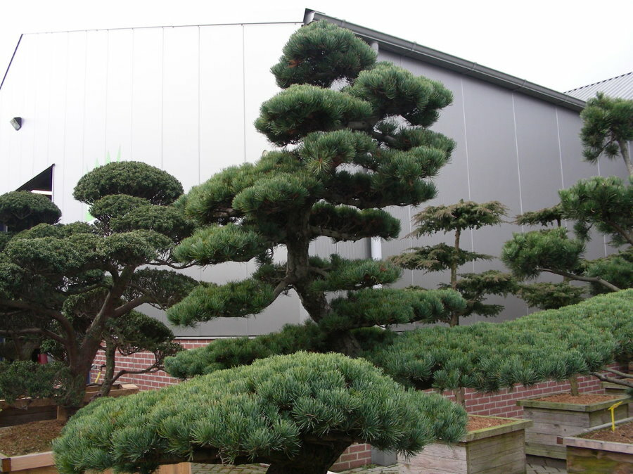 Tall white Japanese pine tree