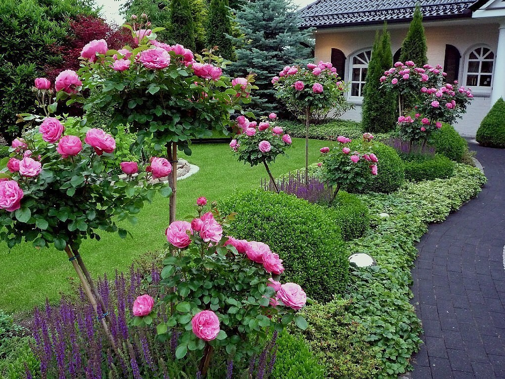 landskapsarbeid med roser 