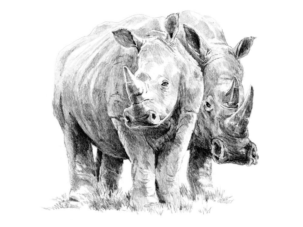 Komplet za skiciranje " Nosorozi"