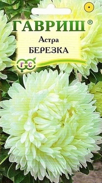 Sementes. Astra Berezka (peso: 0,3 g)