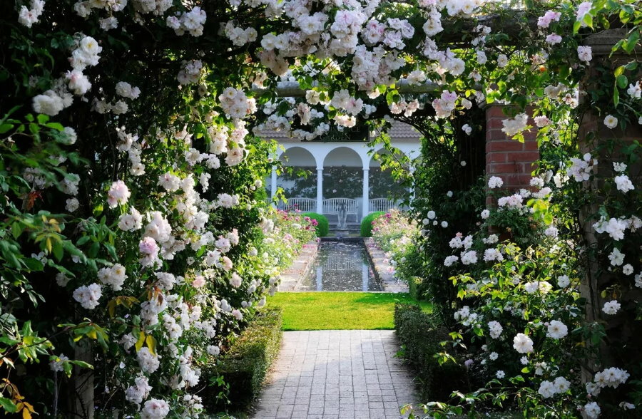 Cvetovi bele vrtnice na pergoli v klasičnem vrtu