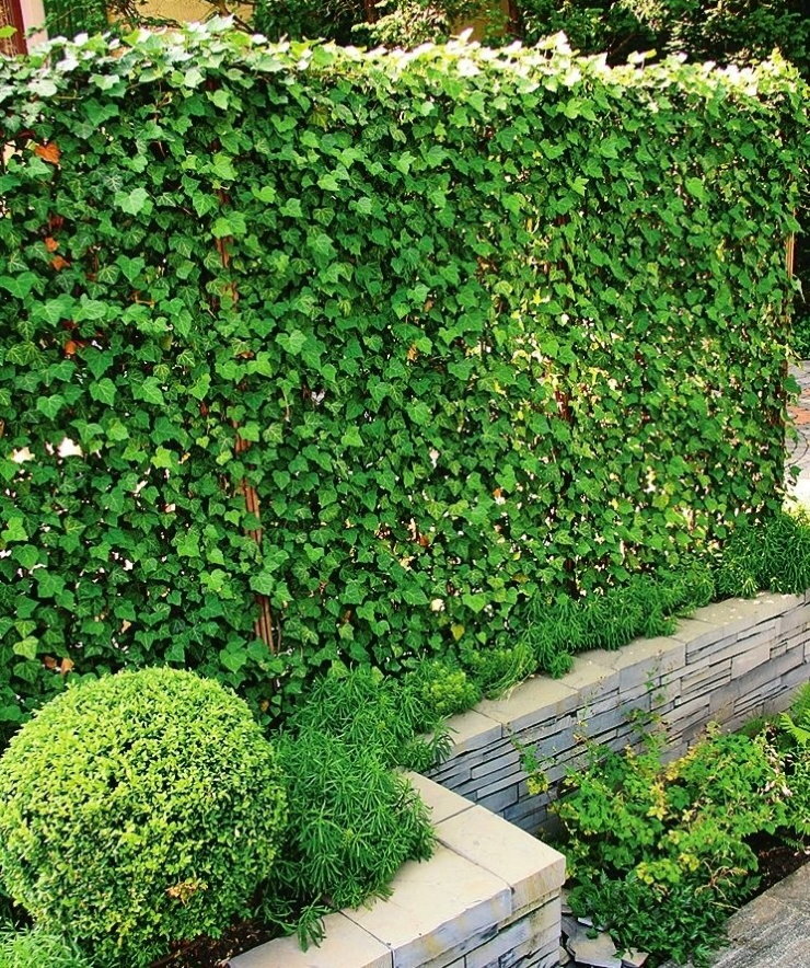 Living ivy wall on a metal support