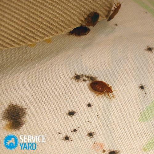 Ødelæggelse af bedbugs og kakerlakker