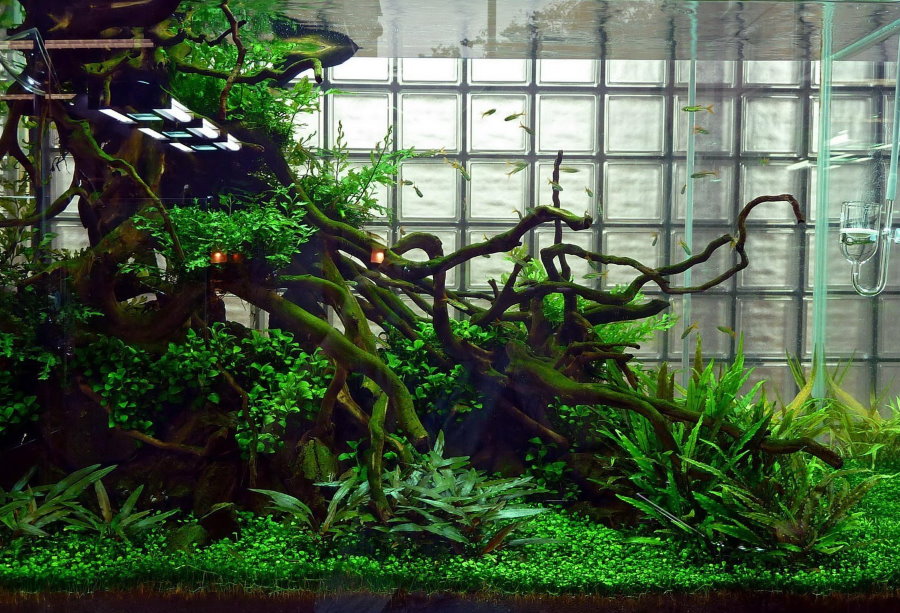 Decoração de aquário com madeira flutuante em um estilo natural