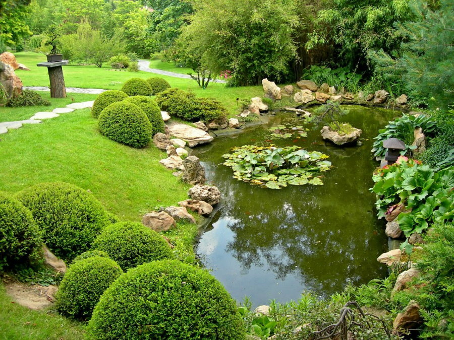 Medium-sized pond in a suburban area